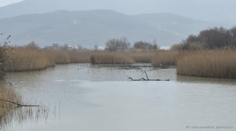 Ieri allo Stagno di Focognano